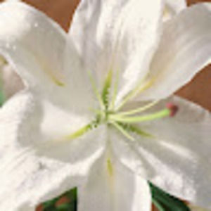 Meet your Posher, Daisy